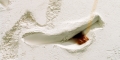 013-CRW_0259H